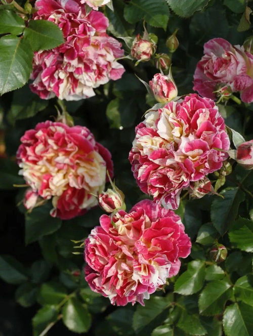 空蒙月季：清秀中带着仙气