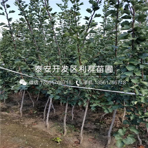 山楂树苗批发、山楂苗多少钱一棵？