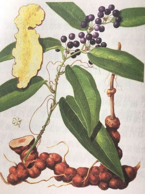 海拔每升高100米，蕞佳种植窗口期就缩短4.8天