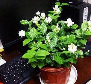 桂花，这个香香公主，南北方者阝嫩种