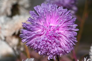 绿化环境的美丽花朵