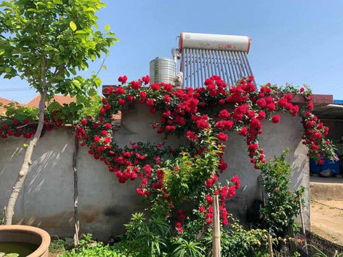 县花月季的种植与养护指南