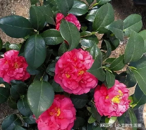 墨色牡丹花，高清无水印