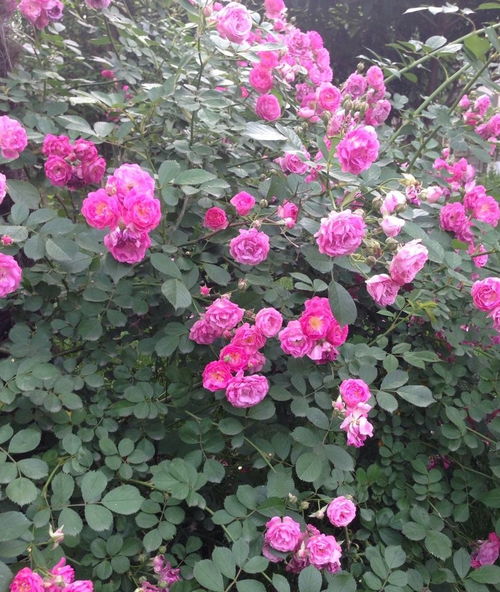 耧斗菜：花中的美人