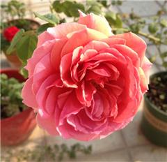 丹尼尔莫科姆月季（黑魔法）的神秘面纱