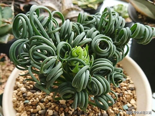 想养弹簧草？先搞懂光照和浇水