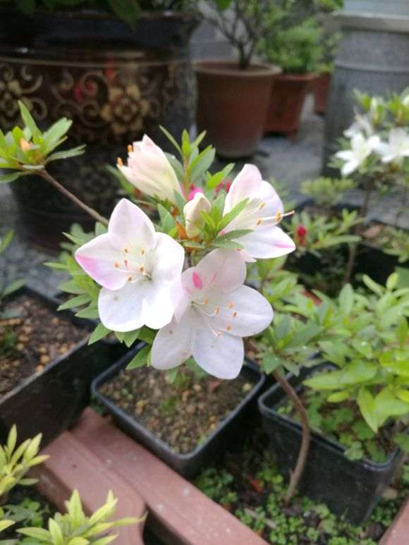 紫花杜鹃下山桩好养吗？如何正确进行杜鹃下山桩的栽培与养护