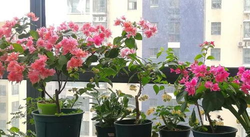 养花易忽视，一疏忽花枯萎