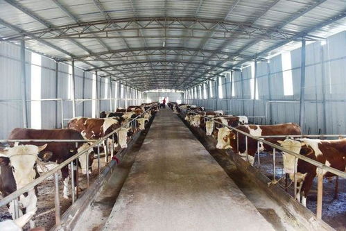 优化农业养殖场通风系统，提升养殖环境舒适度