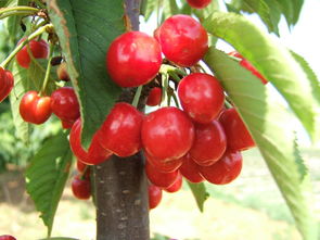 樱桃树苗，种植时机要掌握