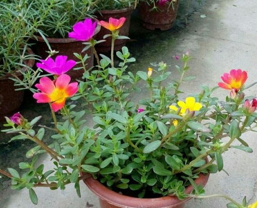 鼠尾草：香气扑鼻，清热解毒