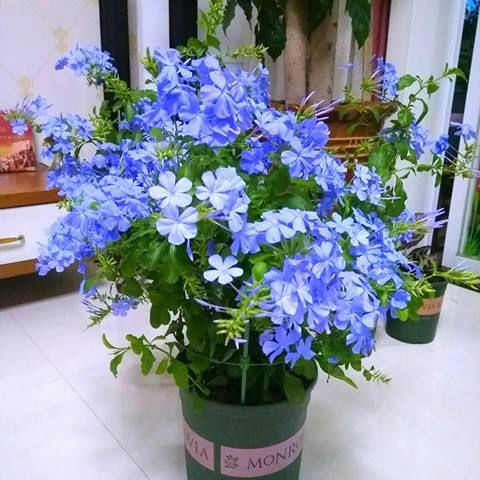 蓝雪花，春季的美丽之花