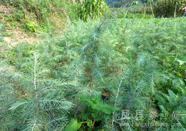 雪松好养吗？新手种植有难度吗？