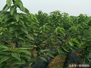 病虫害防治， 确保苗木健康