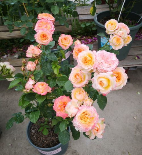 月季摘蕾的小秘密