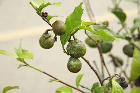 小叶紫檀的繁殖， 原来有这么多讲究