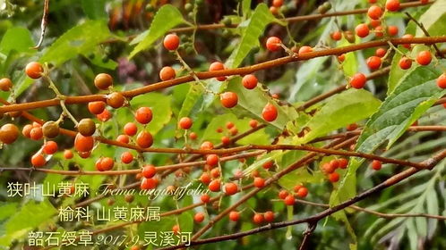 乌饭叶蓼广泛分布在我国南方及西南地区