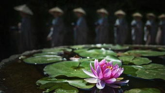 “花开宽恕，心灵疗愈