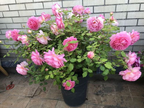 多种品种月季受欢迎