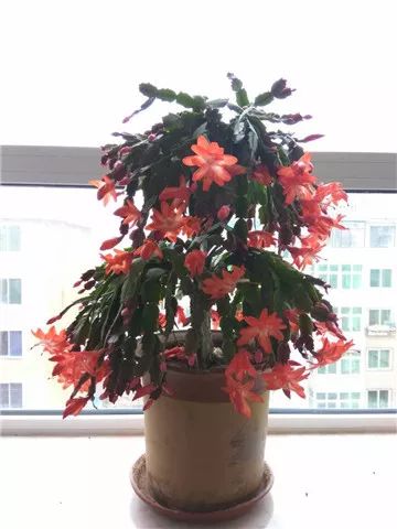 家里养花也有讲究