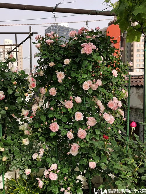 藤本樱霞的适应性