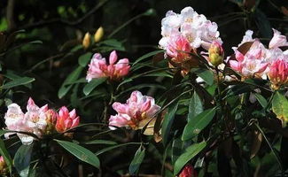 高效防治云锦杜鹃病虫害，保障生态农业健康