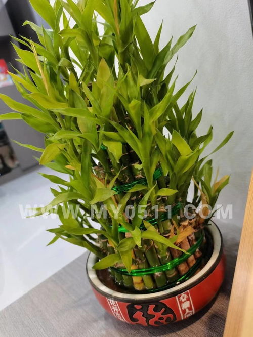 富贵竹根发黄了怎么办？如何挽救这株绿植