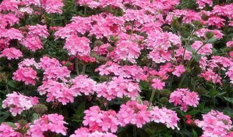 美女樱：花坛的绿意