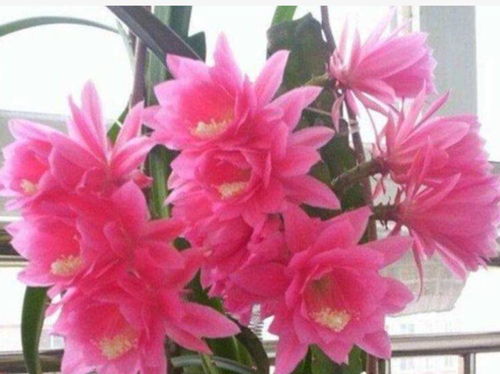 藏红花发芽后如何护理？如何让发芽的藏红花茁壮成长