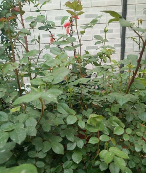 小黑虫子，害人不浅