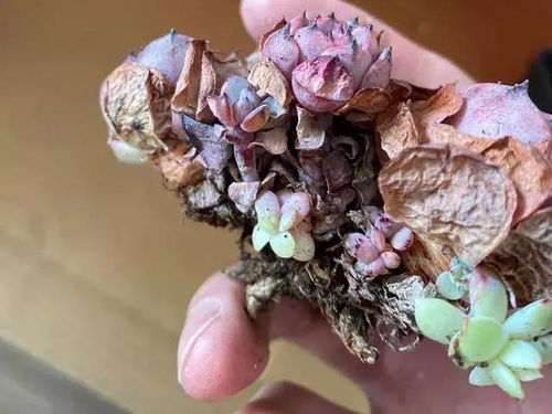 修根前的小细节