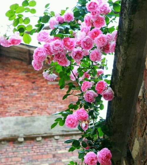 一、 藤本月季开花系简介