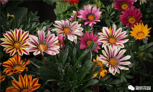 秋播党的顽强生命