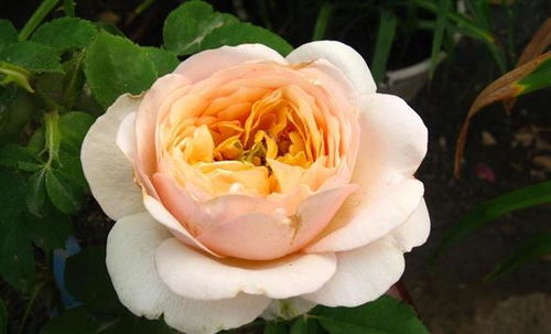 3. 修剪消毒，让月季花焕然一新