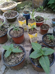 组培苗辨别有门道，根系牢固才是好苗！