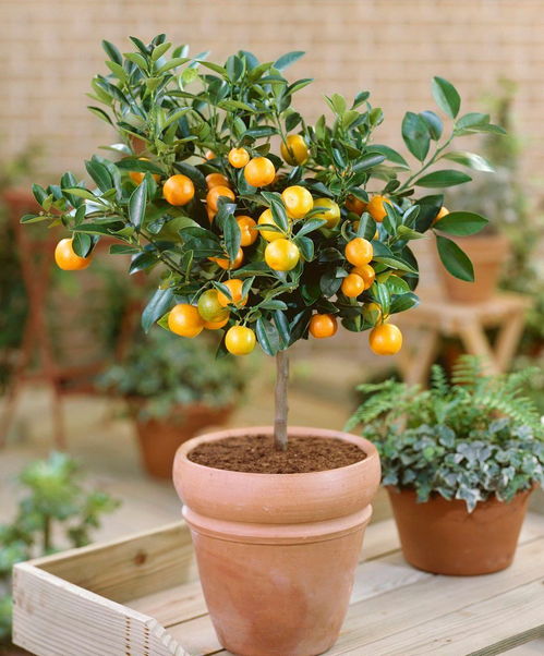 冬天的植物有哪些？这几种植物冬天也能养