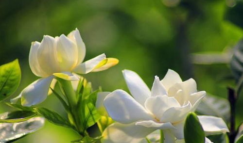 栀子花移栽一周后叶子发黄焉了是浇水过多还是土壤问题