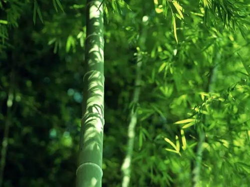 如何避开种植误区确保成活？