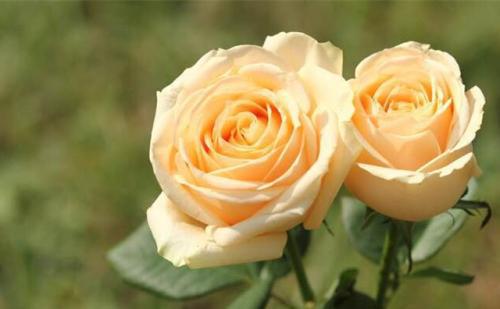 四季玫瑰的价格探秘