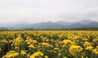 冬日里的顽强生命