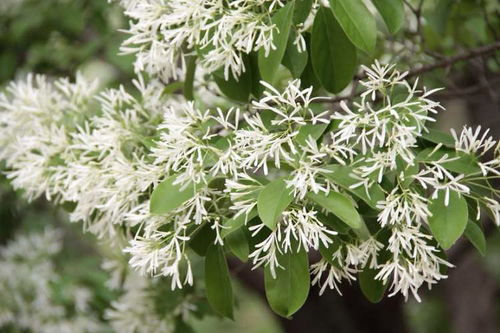 采收后的注意事项