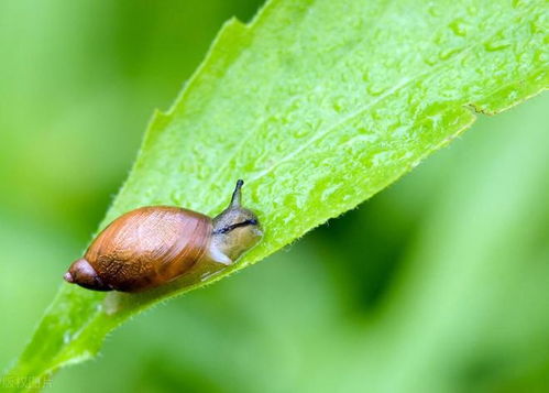 化学防治，农药来帮忙