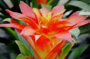 凤梨花品种大揭秘