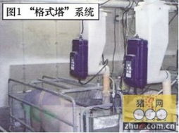 母猪哺乳期采食量管理是养殖关键