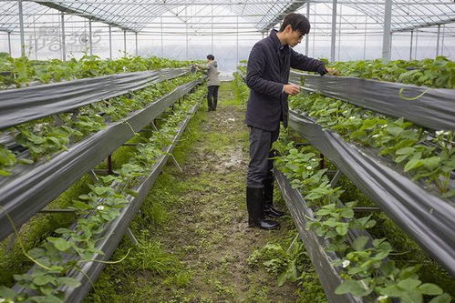 花卉栽培基质选择要点：透气、排水、肥沃