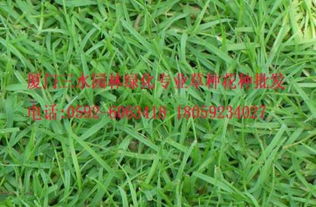 结缕草：暖季型草坪草