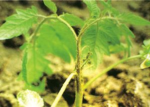 番茄晚疫病的烦恼