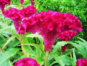 4. 鸡冠花， 花型奇特的小公主