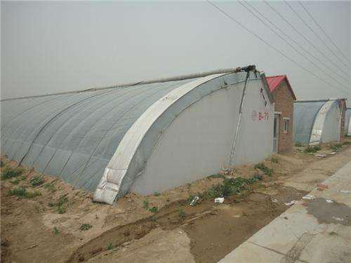 东北冬天暖棚Zui适宜种植的蔬菜