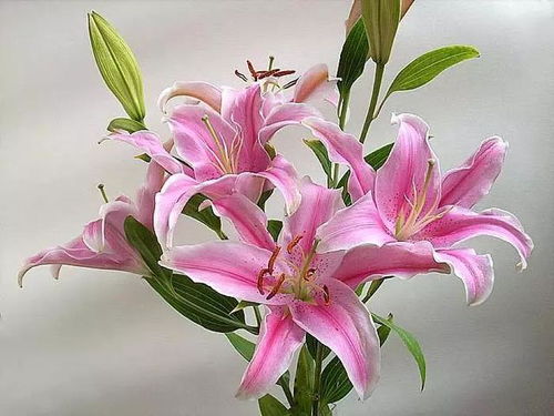 虎皮百合的花语中，热情与祝福如何通过一束花传递给心爱的人呢